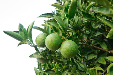 Pianta di aranci