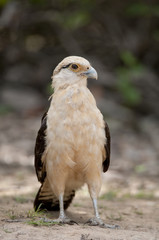 Yellow-headed Caracara