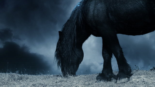 Horse pasturage