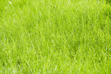 Green rice field in Thailand