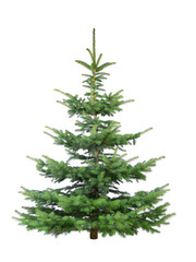 Tannenbaum