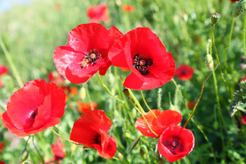 poppy flowers on green field