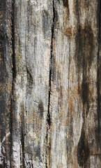 Obraz premium Abstract textured wood background