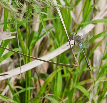 Libellula - Libellula Linnaeus
