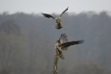 pygargue à queue blanche