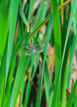Libellula - Libellula Linnaeus
