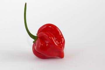 Red Habanero Chili