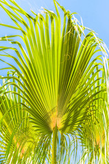 Obraz na płótnie Canvas Palm leaves against the blue sky