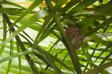 Tarsier