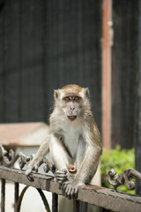 Obraz premium Monkey