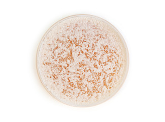 fungi on agar plate