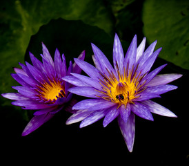 THE PINK WATER LILY ON BLACK BACKGROUND