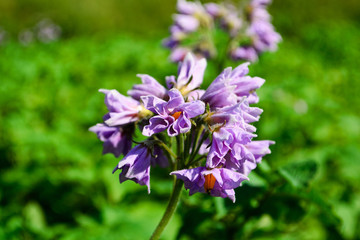 Purple potato flower