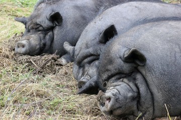 Drei schlafende Hängebauchschweine