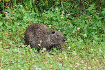 Nutria -Myocastor coypus