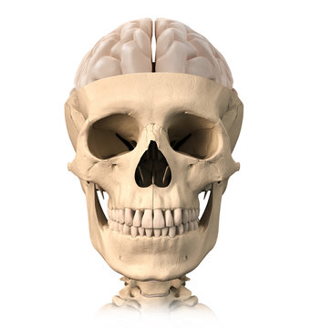 Human skull cutaway, with half brain shown on top, front view.