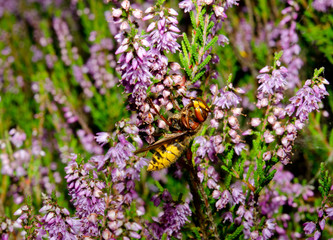 hornet macro, blooming heather