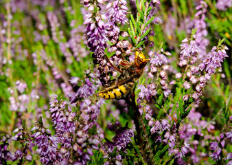 Hornisse benagt blühende Besenheide