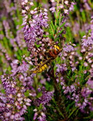 hornet and heather macro, vertical