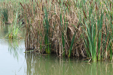 Palude