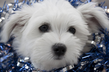 Chiot - bichon maltais - 2 mois