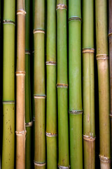 bamboo reeds