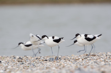 Säbelschnäbler, Pied avocet, Recurvirostra avosetta