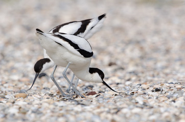 Säbelschnäbler, Pied avocet, Recurvirostra avosetta