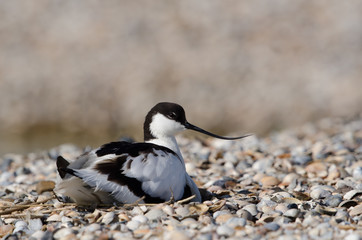 Säbelschnäbler, Pied avocet, Recurvirostra avosetta