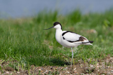 Säbelschnäbler, Pied avocet, Recurvirostra avosetta
