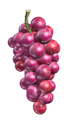 Red grape with water droplets, on white background.