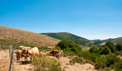 Fototapeta premium troupeau de vaches de montagne