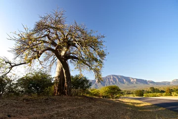 Fotobehang Baobab tree © Vividrange