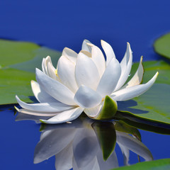 White lily