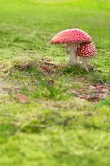 Giftpilze, Fliegenpilze, Amanita muscaria, geheimnisvoll