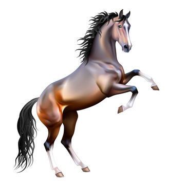 Vector realistic bay horse rearing up isolated