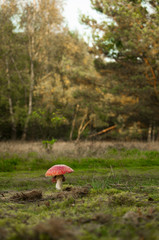 Fliegenpilz, Amanita muscaria, giftig, Waldrand, Landschaft