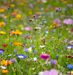 Flowers Field