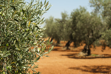 Olive plantation and olives on branch