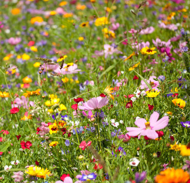 Fototapeta Background of Flowers Field