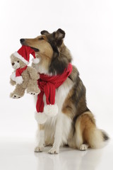 American Collie x-mas