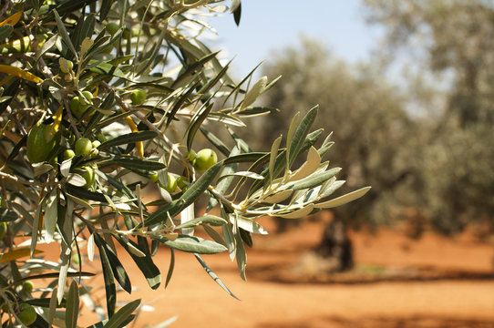 Olive Plantation And Olives On Branch