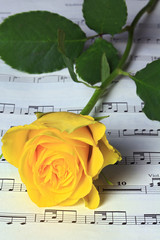 Gelbe Rose und Noten