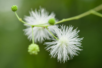 Albizia julibrissin flower