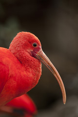 Scarlet Ibis (Eudocimus ruber) - stock photo