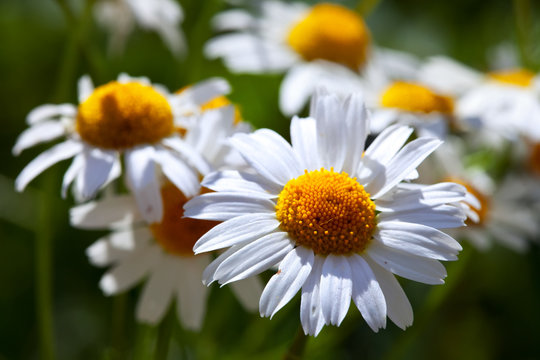 Closeup of daisy meadow