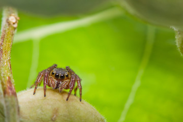 Close up of jumper spider