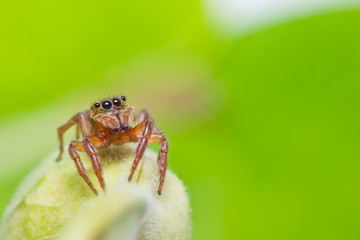 Close up of jumper spider