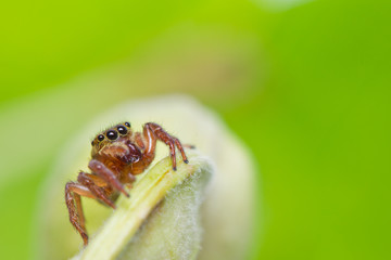 Close up of jumper spider