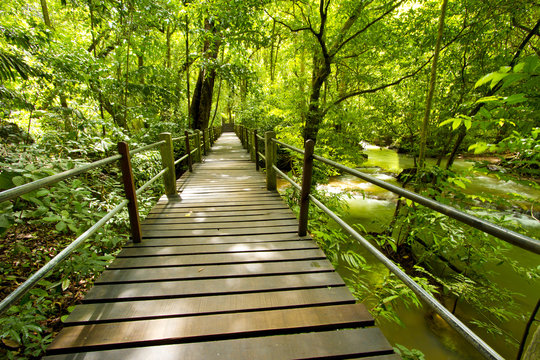 Fototapeta green forest, bridge walk to tropical humid green forest